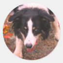 Recherche de tri couleur autocollants Chien