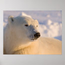 Zoek naar ijsbeer posters Winter