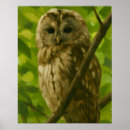 Zoek naar uilen posters Natuur