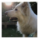 Zoek naar gsd posters Herder