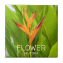 Zoek naar plant tegels Bloesem