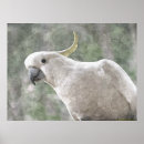 Zoek naar australische dieren posters Cockatoo