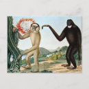 Recherche de gibbon cartes postales Vintage