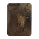 Recherche de veau magnets Vache