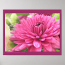 Recherche de fuschia posters Violet