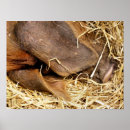 Zoek naar varkens posters Landbouwhuisdieren