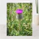 Recherche de chardon écossais vœux cartes Pour tous