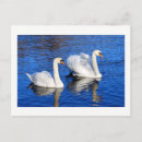 Recherche de lac de cygne cartes postales Nature