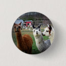 Recherche de alpaga badges Ferme