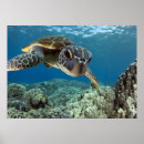 Recherche de sea turtle posters Blue
