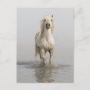 Recherche de saintes maries mer cartes postales Ranch