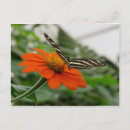 Recherche de papillon orange cartes postales Noir