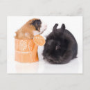 Recherche de cobaye cartes postales Lapin