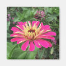 Recherche de roses indien magnets Été
