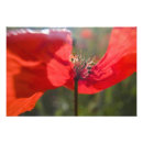 Recherche de coquelicots art Fertilité