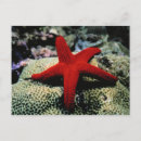 Recherche de mer rouge cartes postales Côte