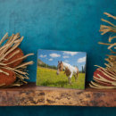 Recherche de cheval plaques Prairie