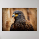 Recherche de oiseaux proie posters Faune