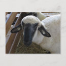 Zoek naar schapen briefkaarten Lammeren
