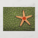 Recherche de étoiles mer cartes postales Vie marine