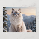 Recherche de chat neige cartes postales Nature