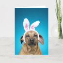 Recherche de pâques de lapin photographie Animaux