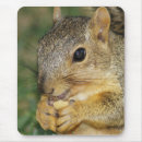 Recherche de noisette tapis souris Animal