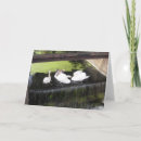 Recherche de oiseaux aquatiques vœux cartes Photographie