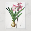 Recherche de fleurs 19ème cartes postales Pierre