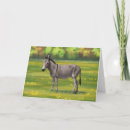 Zoek naar burro kaarten Braam