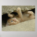 Zoek naar kitty kat posters Katten