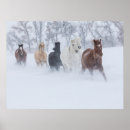 Recherche de réfugiés posters Cheval
