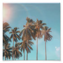 Recherche de arbre de noix de coco Plage