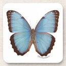 Recherche de papillon bleu morpho dessous de verres Papillons