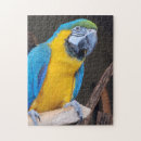 Zoek naar ara puzzels Papegaai