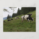Zoek naar koeien briefkaarten Zwitserland