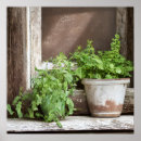 Recherche de fenêtre en bois posters Plante