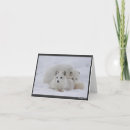 Zoek naar poolvos kaarten Het wild