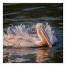 Recherche de pelican posters Nature
