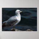 Zoek naar zeemeeuwen posters Foto