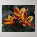 Zoek naar rode gele bloemen posters Foto