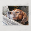 Recherche de animaux humoristiques cartes postales Chien