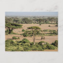 Recherche de éléphant africain cartes postales Faune
