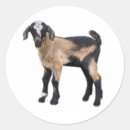 Recherche de chèvre bébé autocollants Mignon