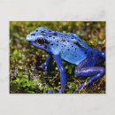 Recherche de grenouille bleue cartes postales Pour tous