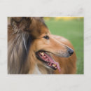 Zoek naar collie briefkaarten Ruw collium