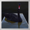 Zoek naar swans kunst Zwart