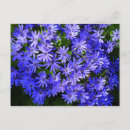 Recherche de osteospermum cartes postales Floral