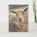 Recherche de photo de chèvre vœux cartes Chèvres