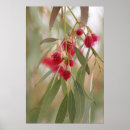 Recherche de arbre de gomme art Eucalyptus